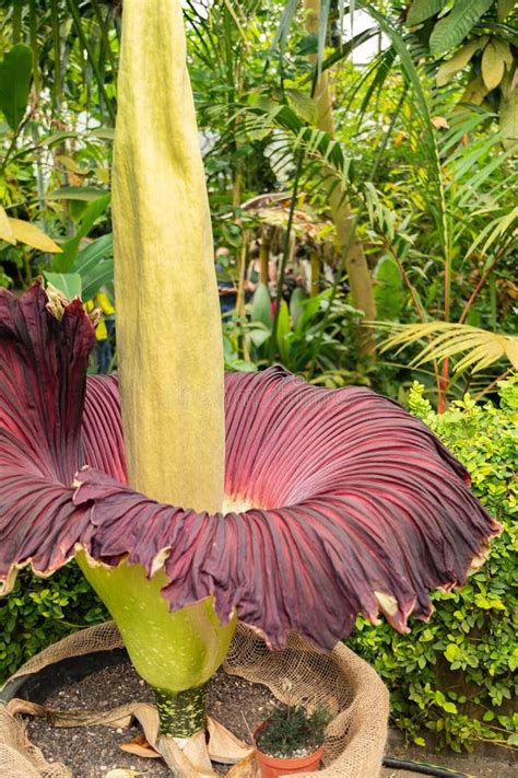 Obrovský kvet Titan Arum