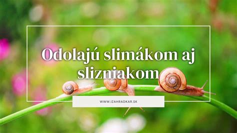 Infografika rastlín odolných voči slimákom