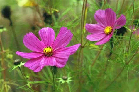 Mapa rozšírenia Cosmos bipinnatus