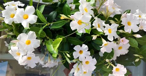 Mandevila na slnečnom balkóne