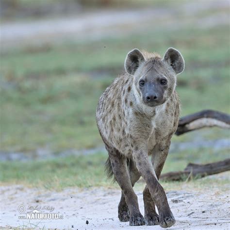 Hyena škvrnitá v savane