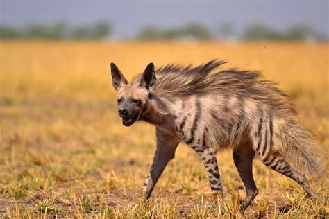 Matka hyena s mláďatami