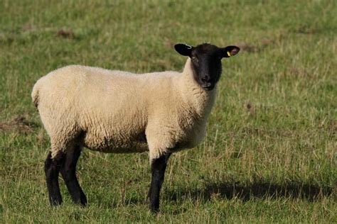 Schéma ideálnej stavby tela ovce Suffolk