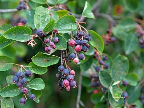 Zrelé plody Saskatoon Berry na kríku