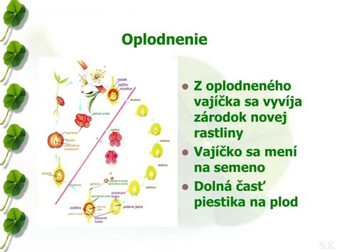 Schéma rodozmeny rastlín