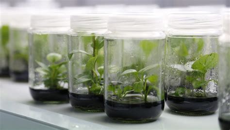 Mikropropagácia rastlín v laboratóriu