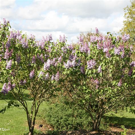 Syringa vulgaris 'Katherine Havemeyer' kvety