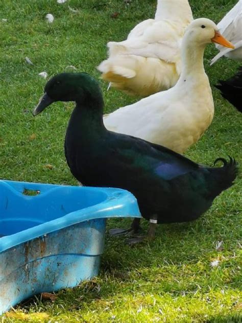 Samica a samec skokana hnedého v pozícii amplexus