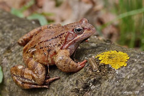Skokan hnedý prezimujúci v bahne na dne jazera