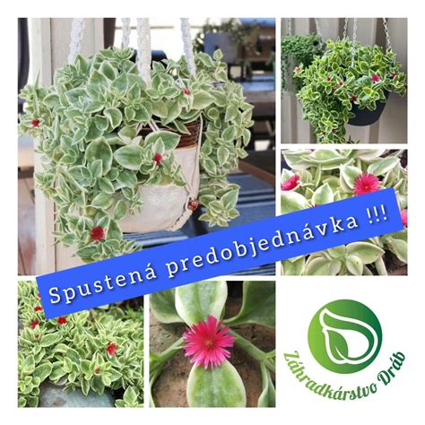 Tillandsie na svetlom mieste s rozptýleným svetlom