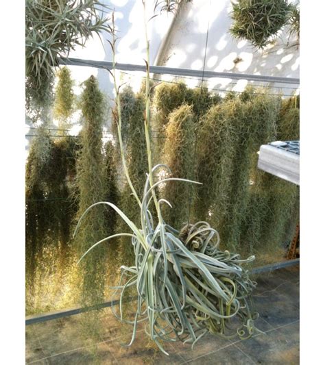 Dehydrovaná tillandsia a jej oživenie
