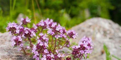 Infografika o liečivých účinkoch materinej dúšky