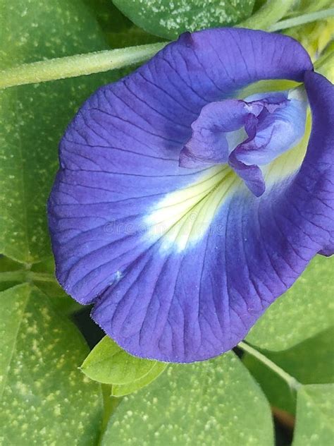Makro záber kvetu Clitoria ternatea s jemným svetlým stredom