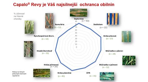 Znaky bežných chorôb obilnín