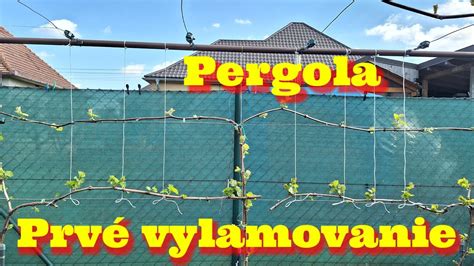 vinič na pergole