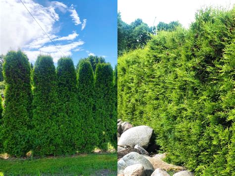 Porovnanie tvaru a farby ihličia tují Brabant a Smaragd