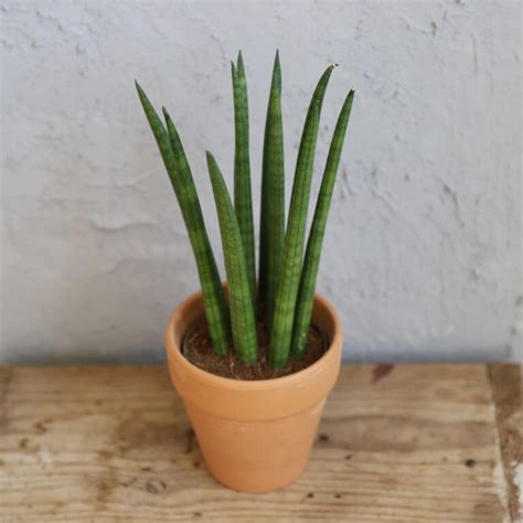 obrázok rastliny Svokrine jazyky (Sansevieria)
