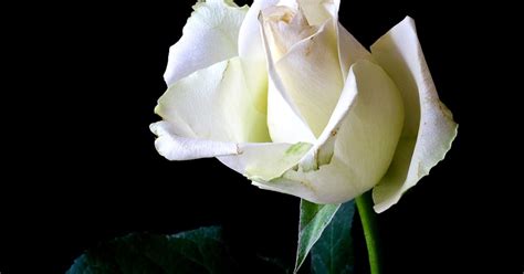 Logo odbojovej skupiny Biela ruža