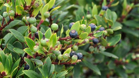 Plody jedlej odrody ľuľka čierneho (Garden Huckleberry)