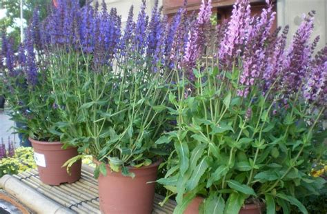 Porovnanie listov Salvia divinorum a Salvia officinalis