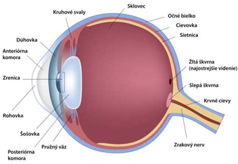 Schéma ľudského oka a jeho povrchu