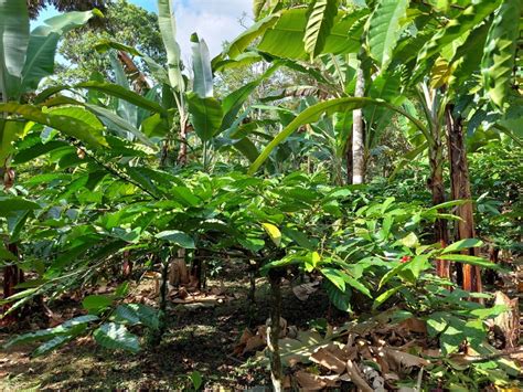 Vanilková plantáž s tieňujúcimi stromami