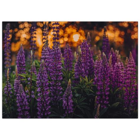 Schéma pestovania vlčieho bôbu