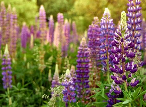 Vlčí bôb ako liečivá rastlina