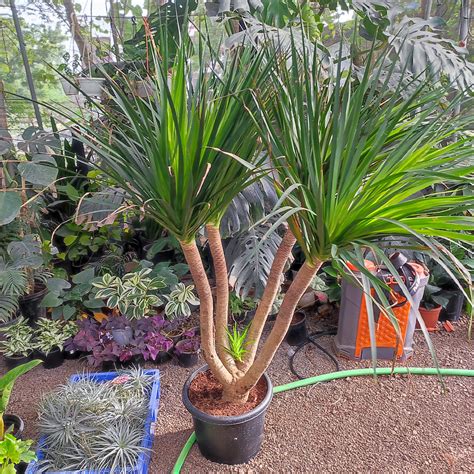 Štruktúra listov a kmeňa Dracaena Draco