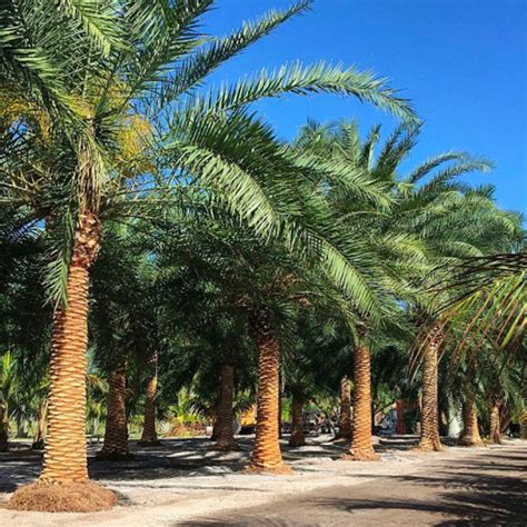 Mohutný kmeň a koruna Phoenix Canariensis