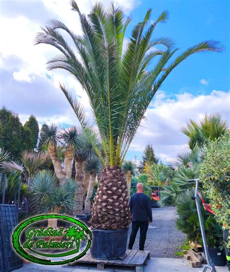 Porovnanie Dracaena Draco a Phoenix Canariensis