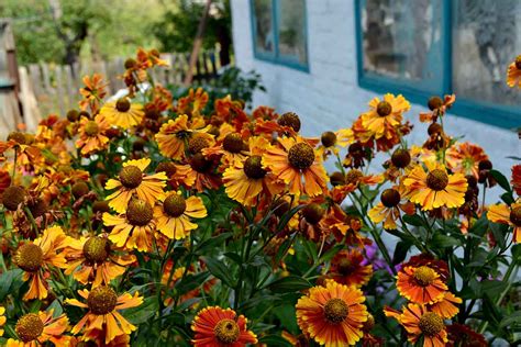 Helenium v záhrade