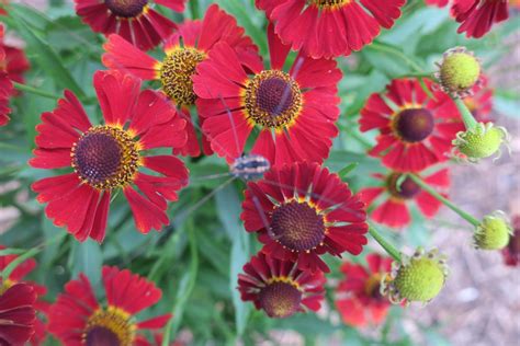 Helenium napadnuté škodcami