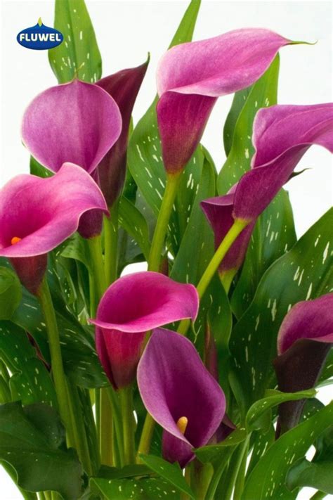 Kala (Zantedeschia) v elegantnom aranžmáne
