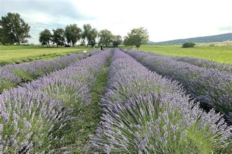 Levanduľové pole na Slovensku