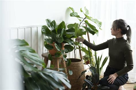 Feng-šuej umiestnenie rastlín v dome