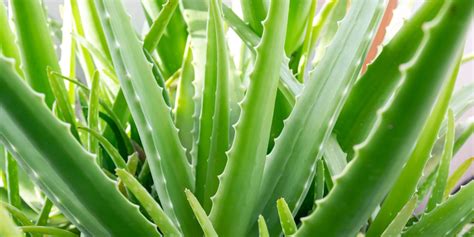 Ilustrácia rastliny Aloe Vera