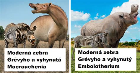 Porovnanie veľkosti rôznych druhov škrečkov