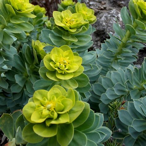 Pryšec (Euphorbia) v interiéri