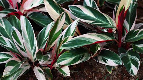 Stromanthe sanguinea Triostar listy