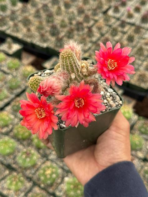 Echinopsis chamacereus v kvetináči