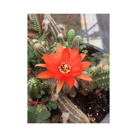 Červené kvety Echinopsis chamacereus