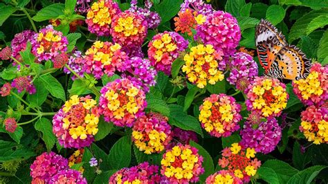 rastlina lantana na slnku