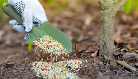 Hnojenie melónov organickým hnojivom
