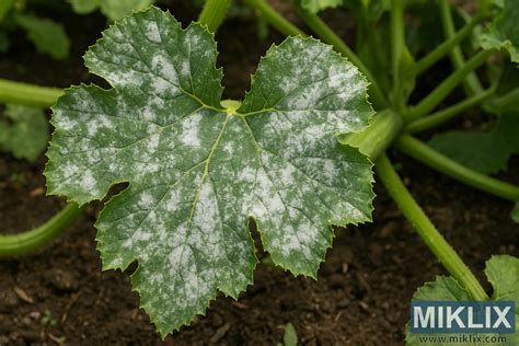 Poškodené listy melóna múčnatkou