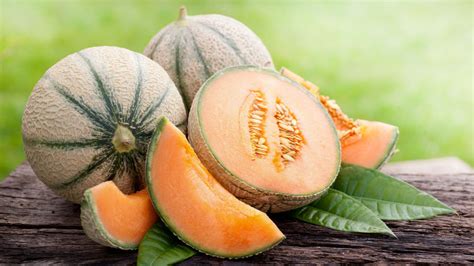 Zrelý cukrový melón pred zberom