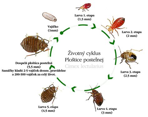 Životný cyklus ploštice