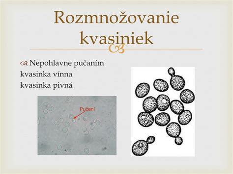 Schéma nepohlavného rozmnožovania kvasiniek (pučanie)