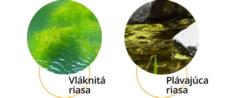 Ilustrácia kolobehu živín v jazierku
