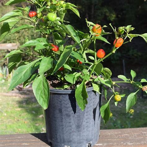 paprika pestovaná v kvetináči na balkóne
